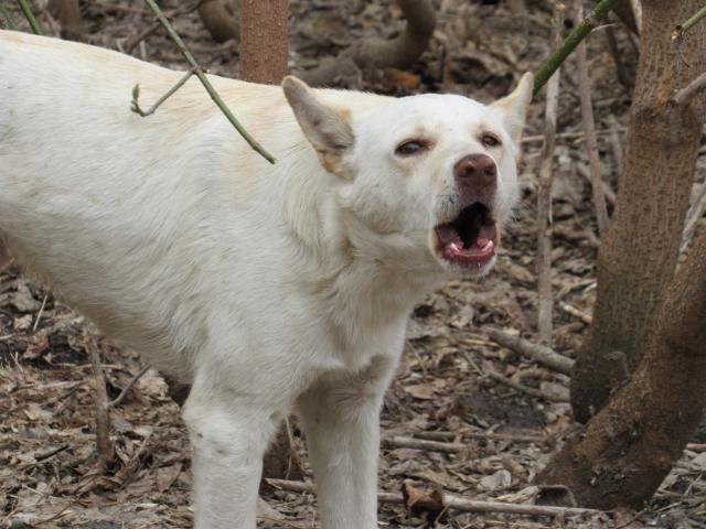 В районе Башкирии ввели карантин по бешенству животных