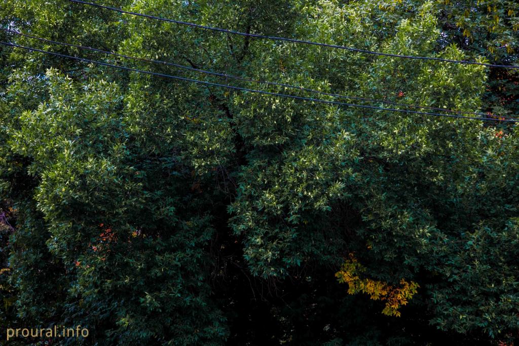 Учалинские лесоводы восстанавливают природу Башкирии