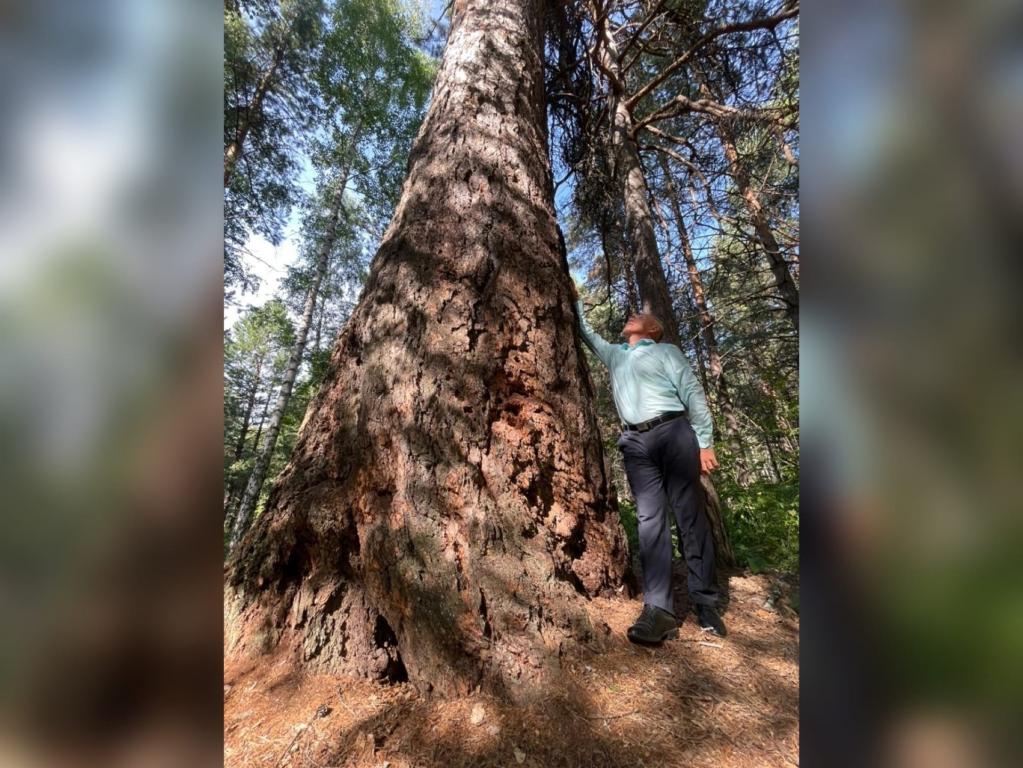 Глава Баймакского района рассказал о 700-летней лиственнице