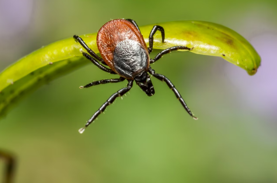 Уфимцы просят Радия Хабирова остановить нашествие клещей