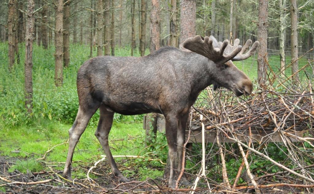 Жителя Башкирии оштрафовали за убийство лося