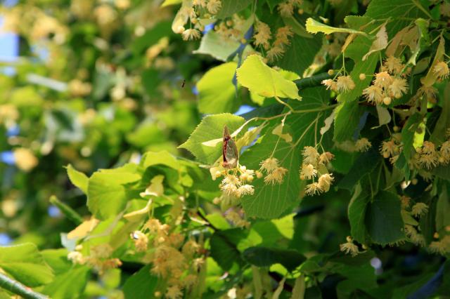 В Уфе появится самая длинная липовая аллея