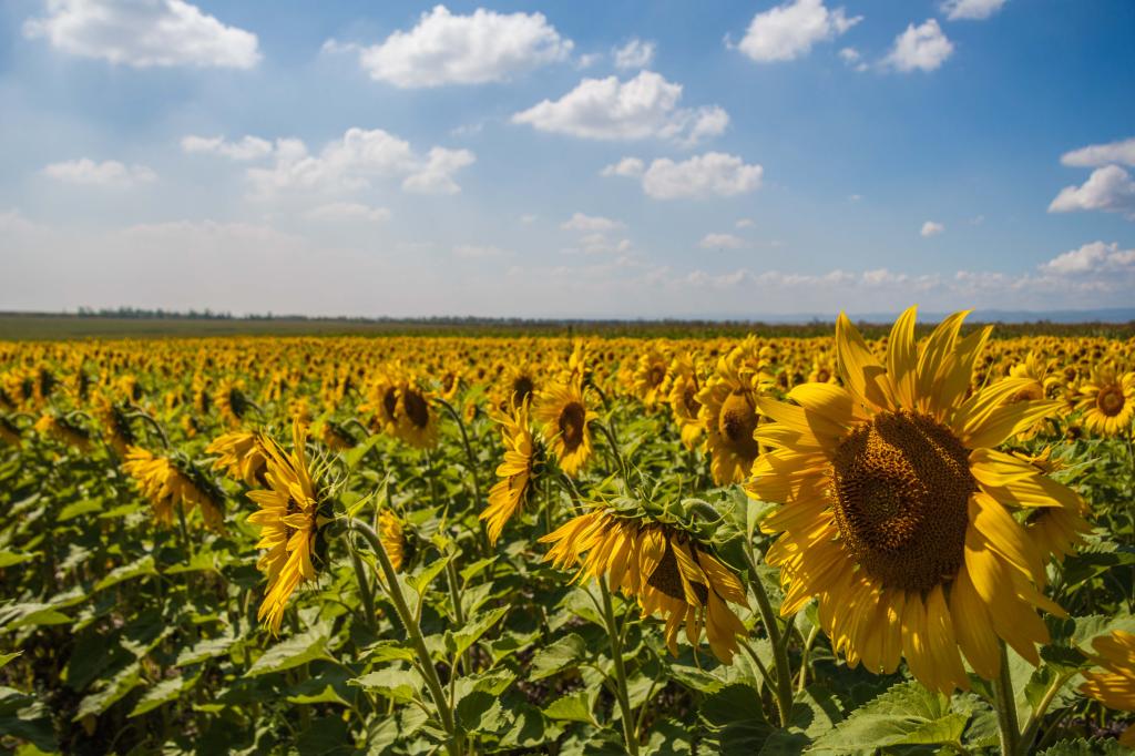 Аграриям Башкирии необходимо освоить 295 млн рублей