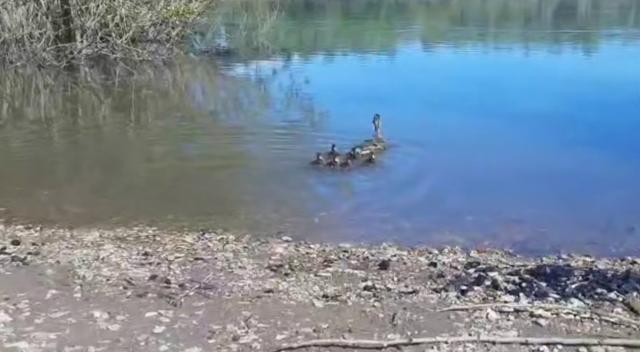 В Уфе спасатели помогли утке с утятами, которые пытались перейти дорогу