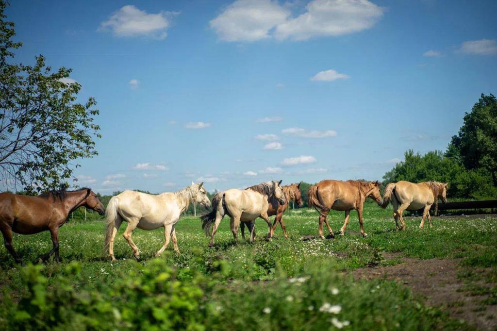 Башкирия будет учить Китай разводить лошадей