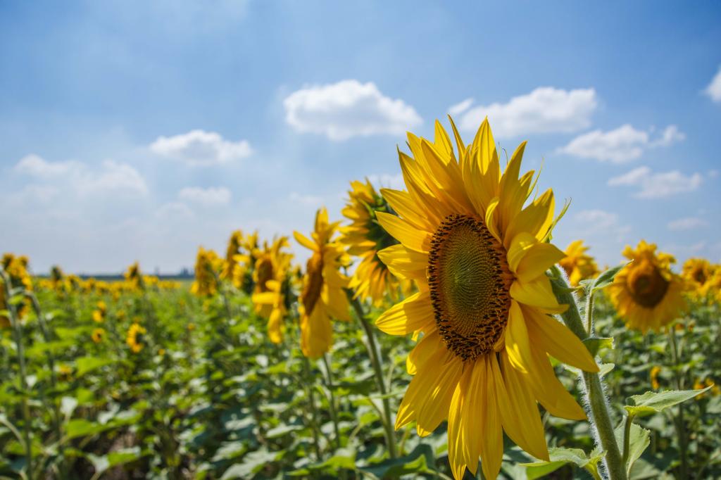 Аграрии Башкирии увеличили экспорт продукции растениеводства