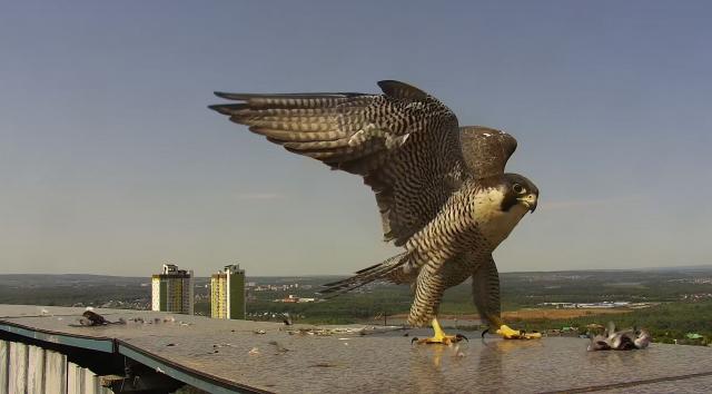 Семья сапсанов вернулась на крышу уфимского банка