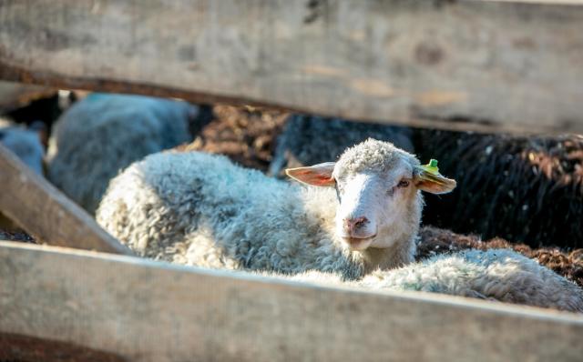 На поддержку стартапов в сельском хозяйстве в Башкирии выделили ₽175 млн
