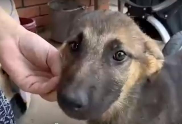 Под Уфой у мужчины забрали 10 собак, из которых он собирался приготовить лекарства