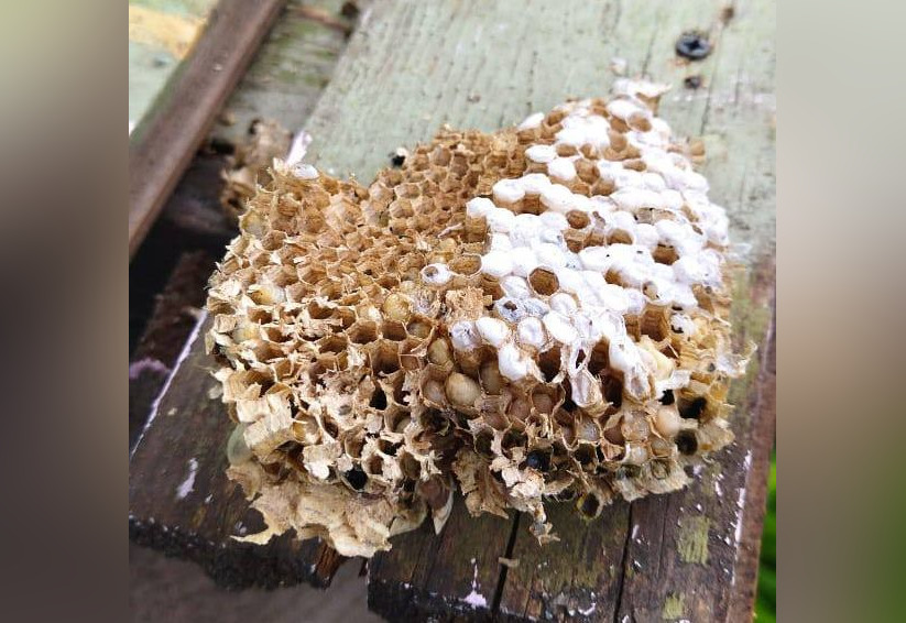 В Уфе осы поселились в детском саду