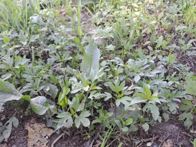 В районе Башкирии ввели карантин по амброзии