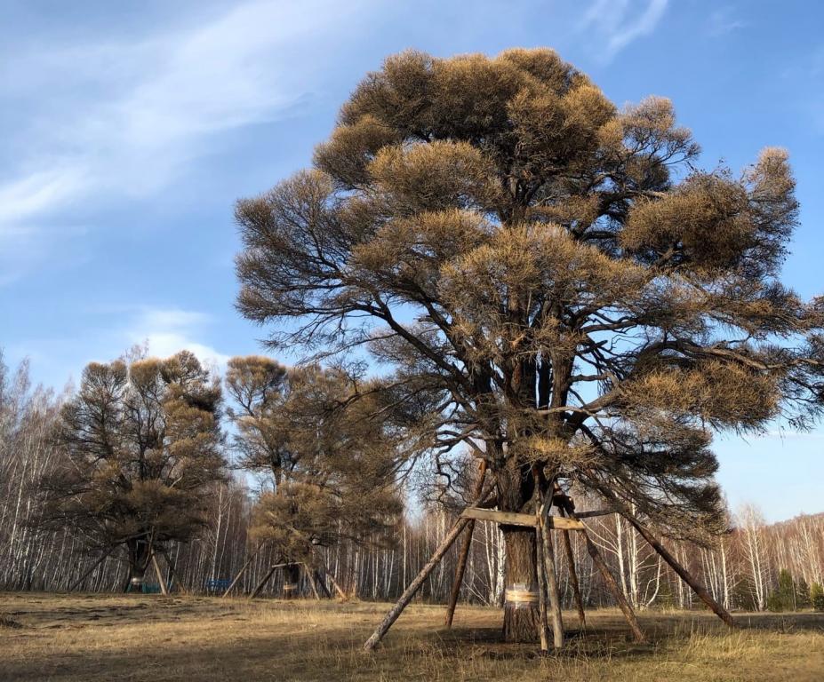 Известно, как перезимовали подпиленные вандалами кужановские лиственницы