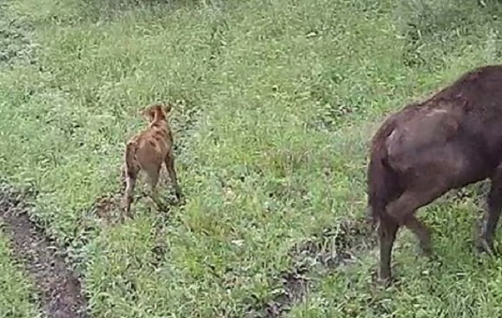 Хабиров показал первого зубренка, родившегося в Башкирии