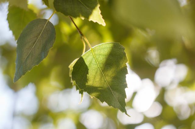 В Башкирии все штрафы за нарушение экологии пойдут на природоохранные цели