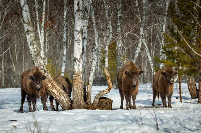 Башкирия получила грант в 10 млн рублей на девять зубров из Беларуси