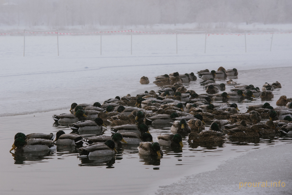 Кашкадан зима утки лес шишки птицы (14).jpg