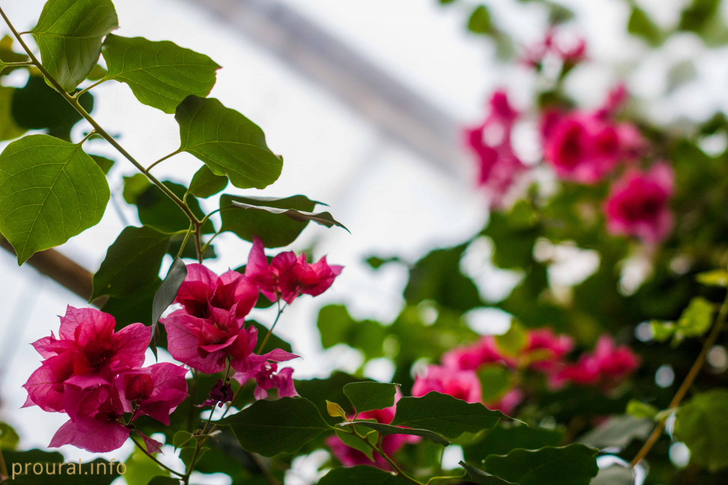 Бугенвиллия (2).jpg Бугенвиллия