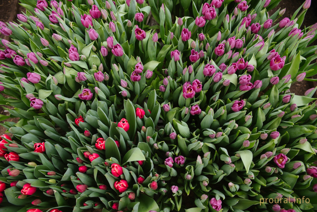 тюльпаны оранжерея (15).jpg