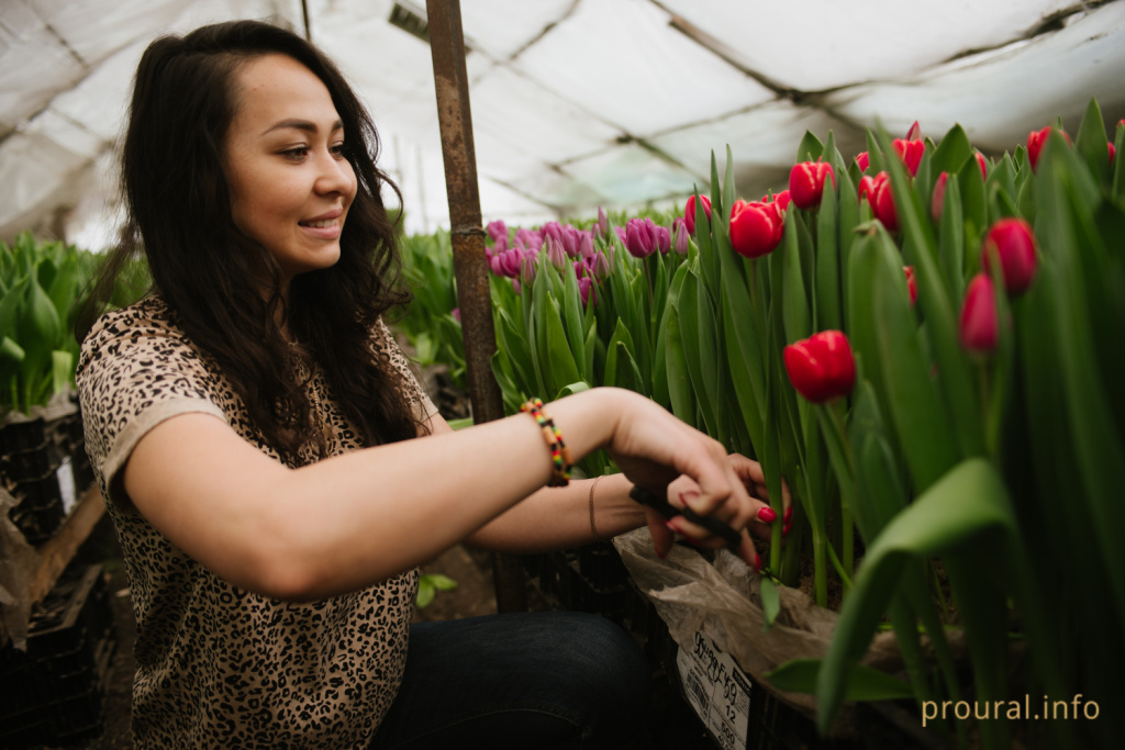 тюльпаны оранжерея (10).jpg