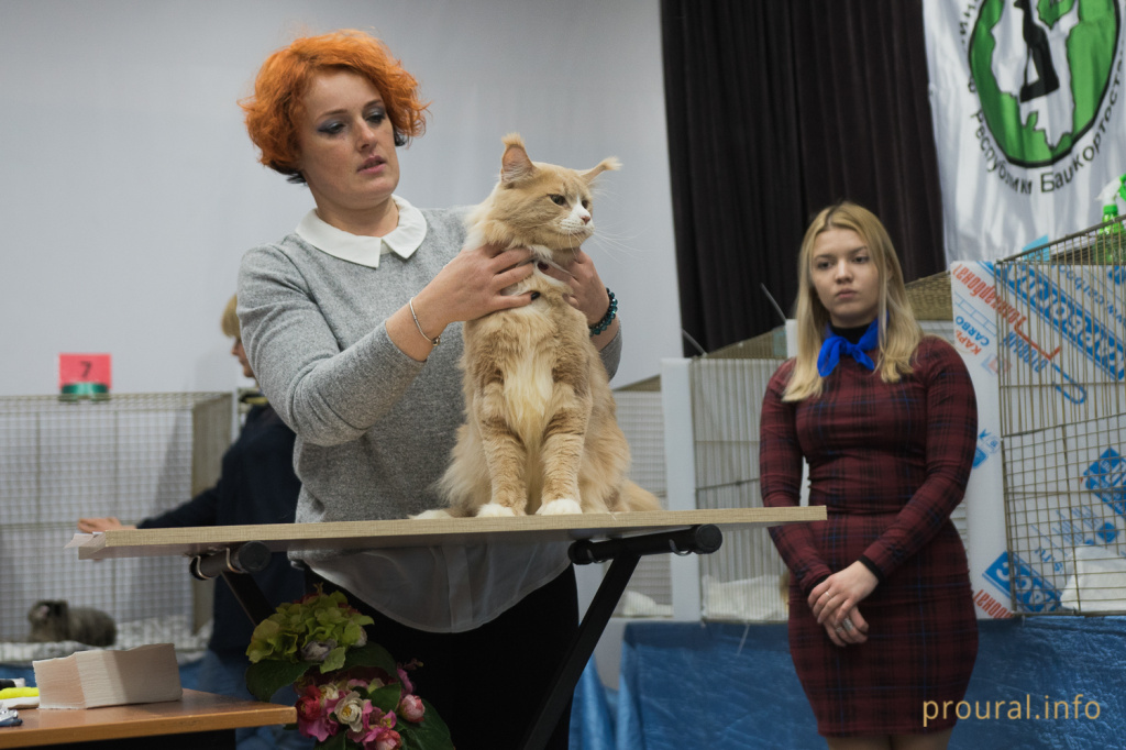 Выставка кошек (18).JPG