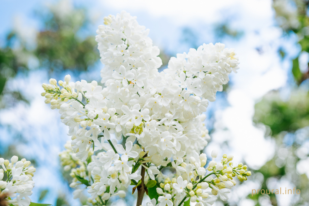 сирень ботсад весна 2020 парк (19).jpg