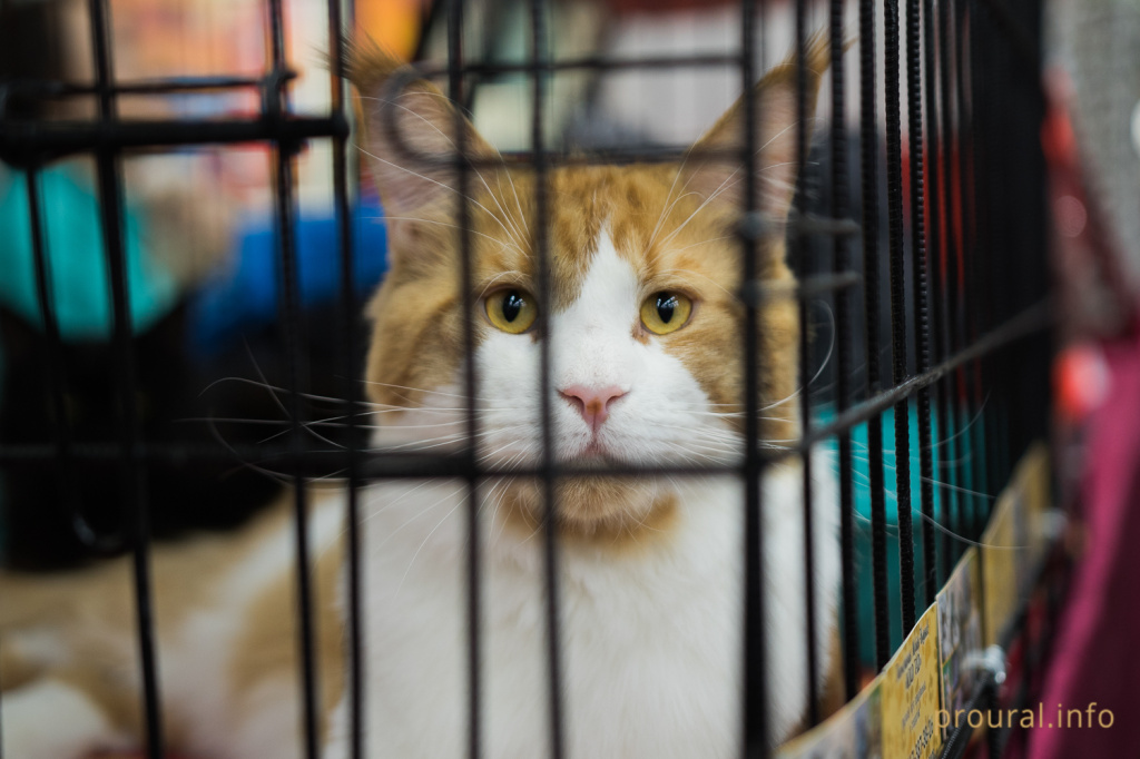 Выставка кошек (5).JPG