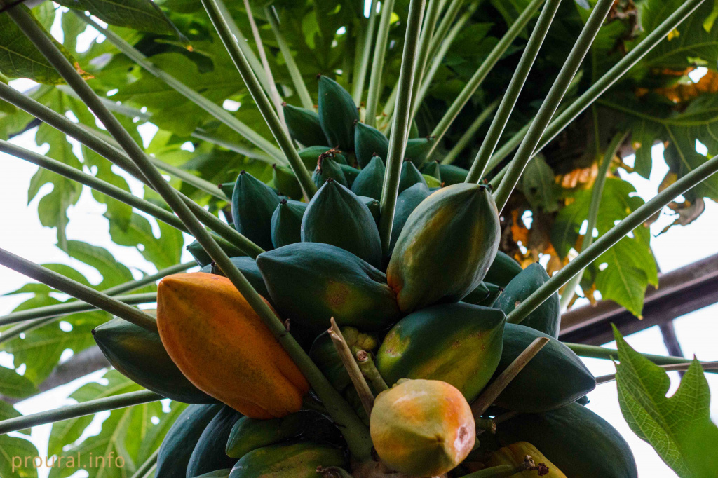 Папайа (5).jpg Папайа (5).jpg