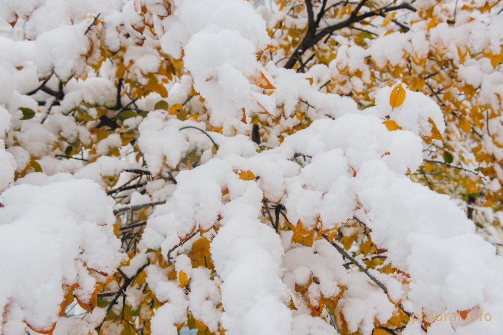 первый снег 2019 улица прохожие город зима (11).jpg