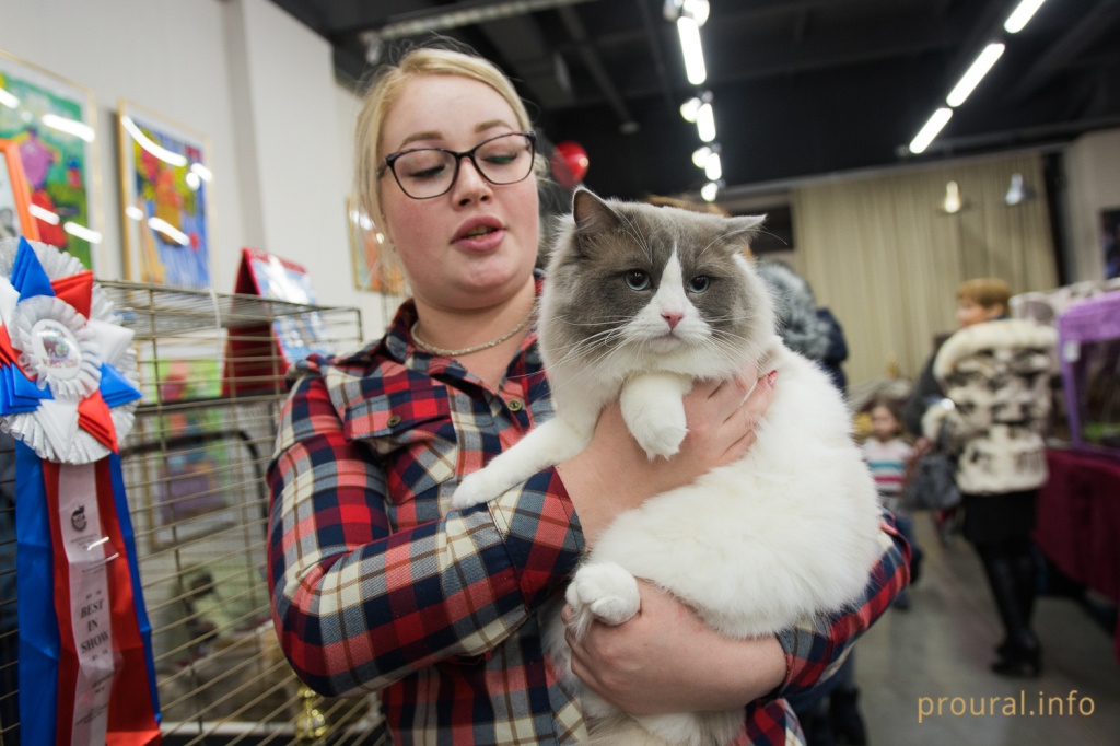 Выставка кошек (8).JPG