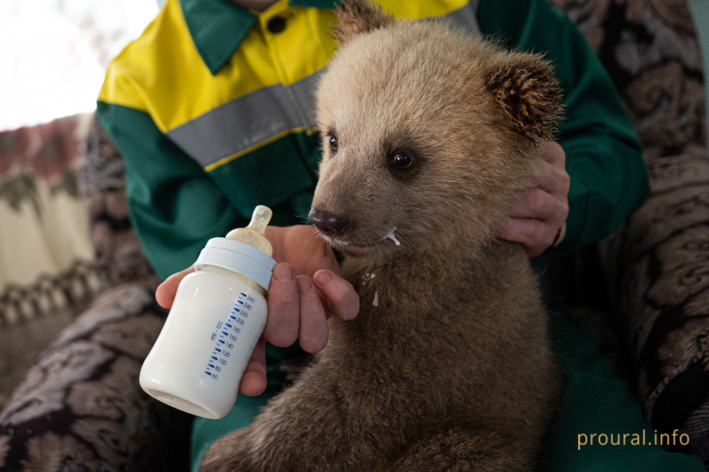 медведи мишки 2020 парк лесоводов зверинец (4).jpg