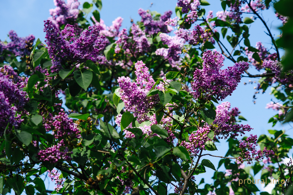 сирень ботсад весна 2020 парк (16).jpg