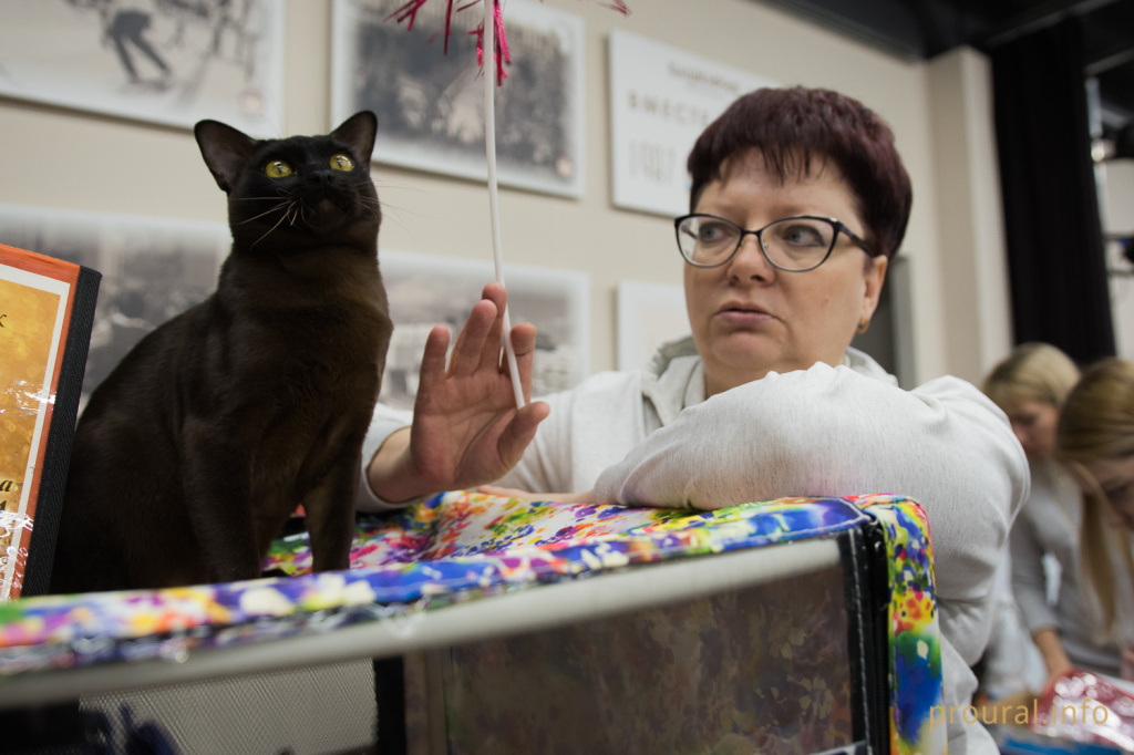 Выставка кошек (13).JPG