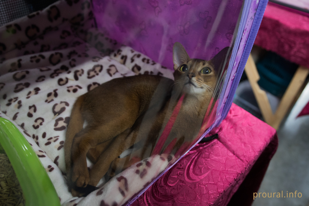 Выставка кошек (23).JPG