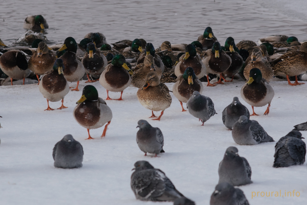 Кашкадан зима утки лес шишки птицы (5).jpg