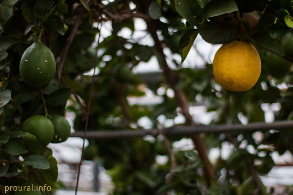 Салават (2).jpg