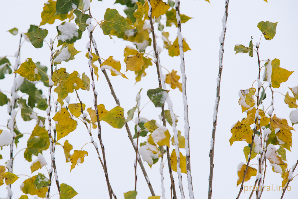 первый снег 2019 улица прохожие город зима (17).jpg