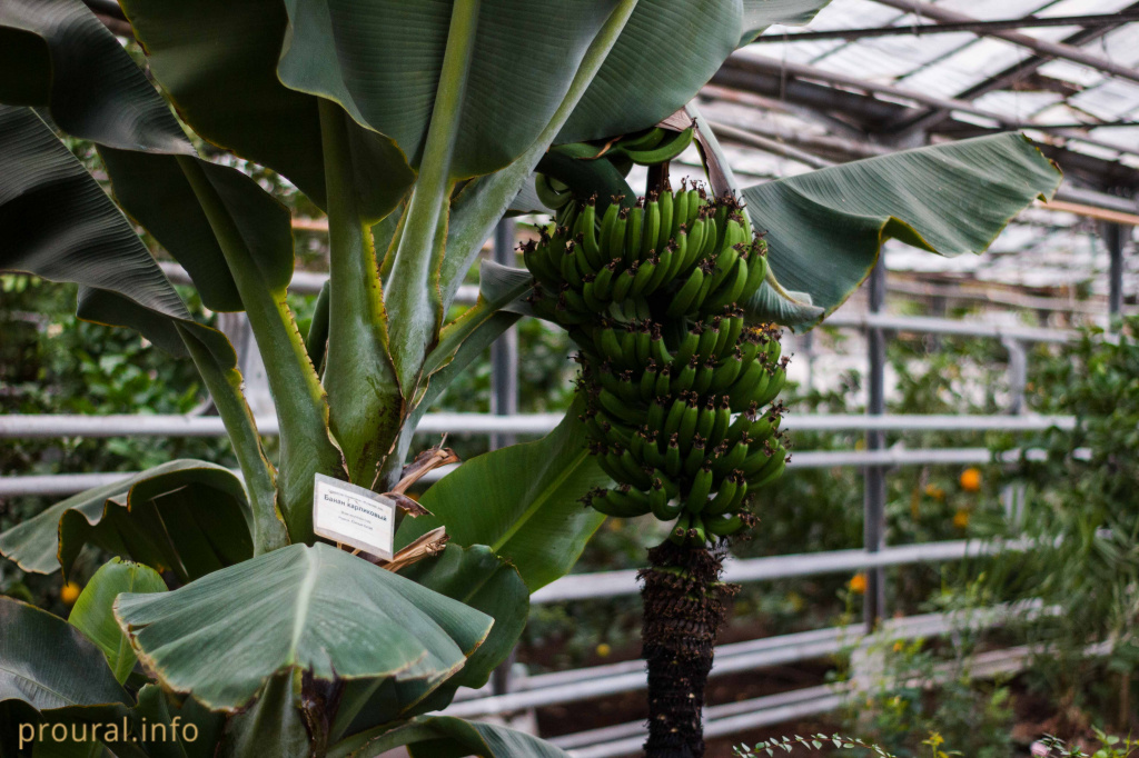 Карликовый банан (2).jpg Карликовый банан (2).jpg