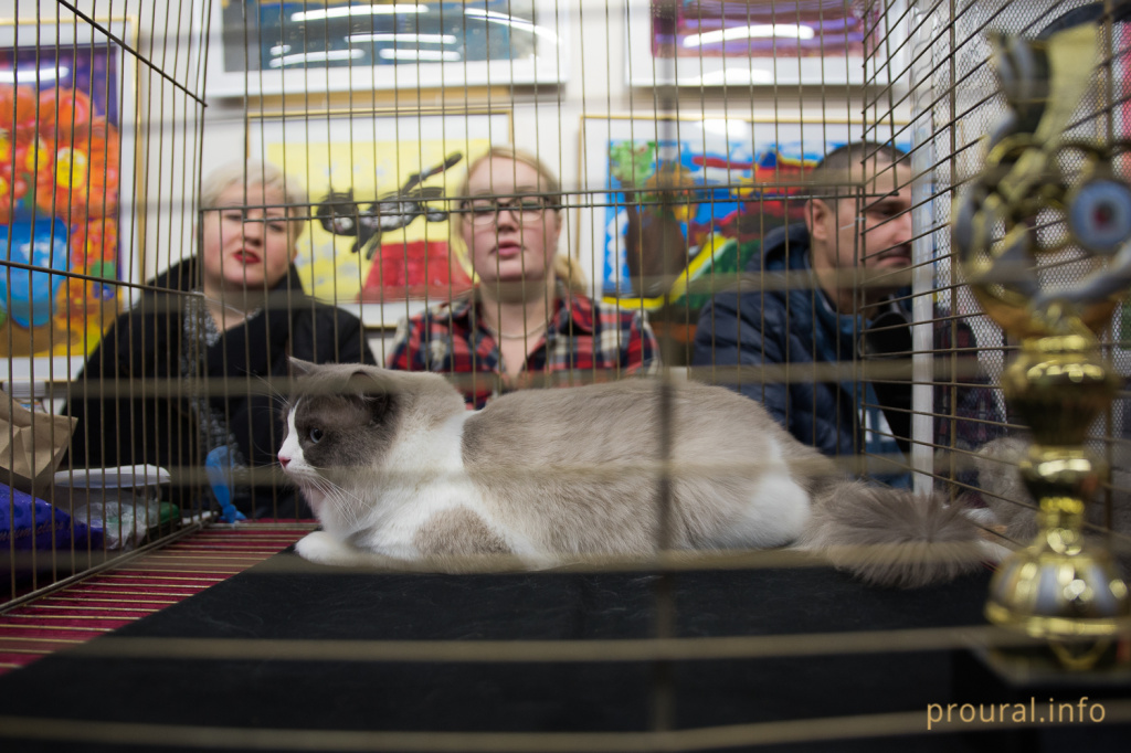 Выставка кошек (6).JPG