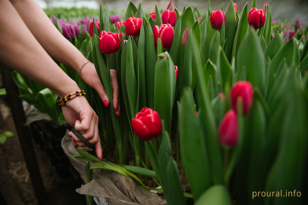 тюльпаны оранжерея (8).jpg