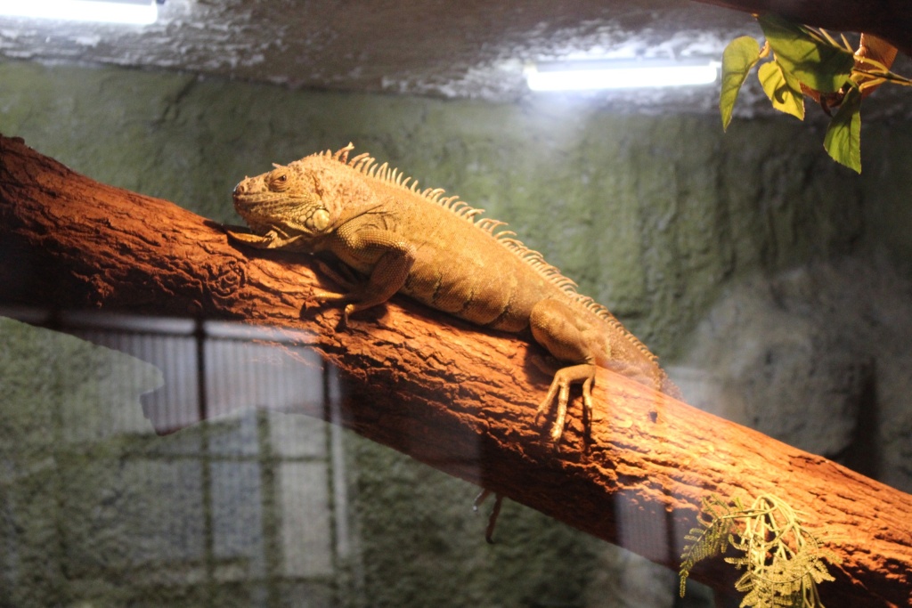 игуана.jpg