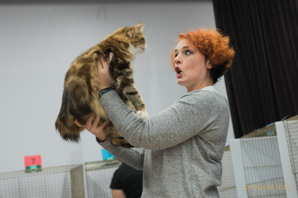 Выставка кошек (19).JPG