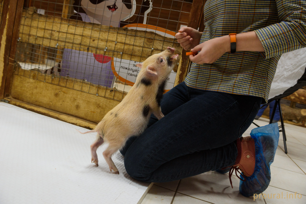 минипиг хрюша свинья свинка новый год символ года (67).jpg