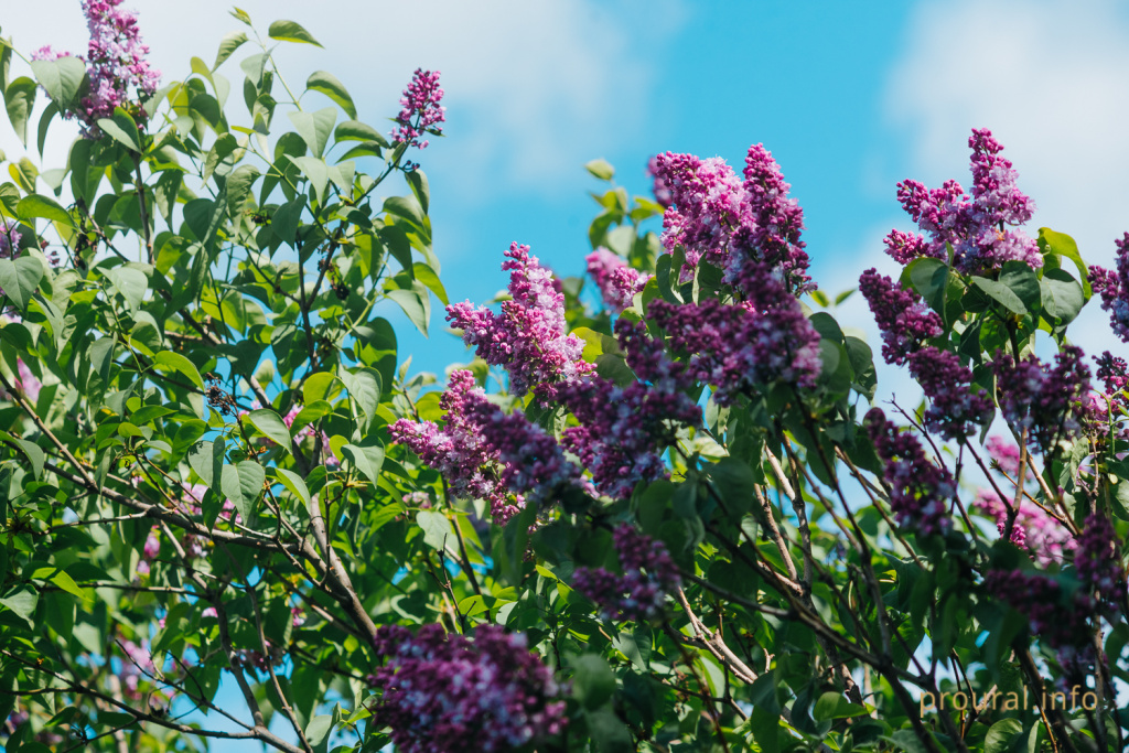 сирень ботсад весна 2020 парк (9).jpg