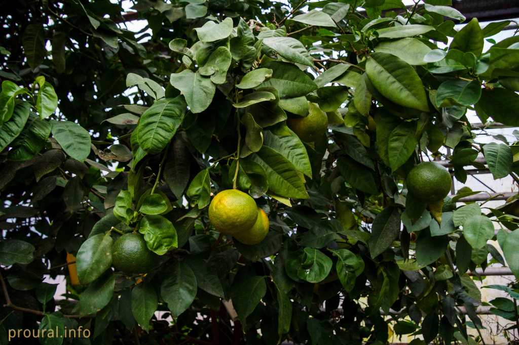 грейпфрукт.jpg грейпфрукт.jpg