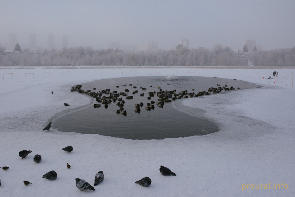 Кашкадан зима утки лес шишки птицы (15).jpg