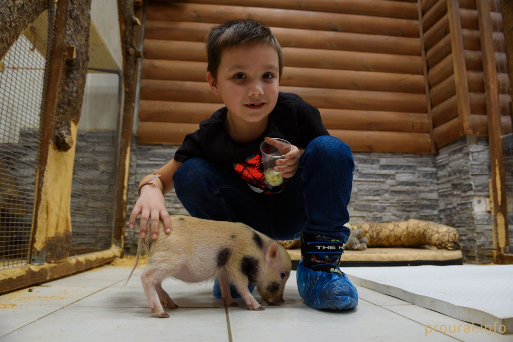 минипиг хрюша свинья свинка новый год символ года (1).jpg