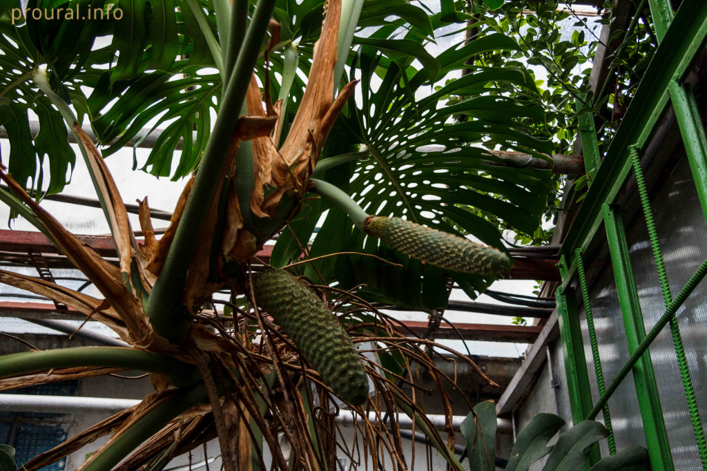 Монстера.jpg Монстера.jpg