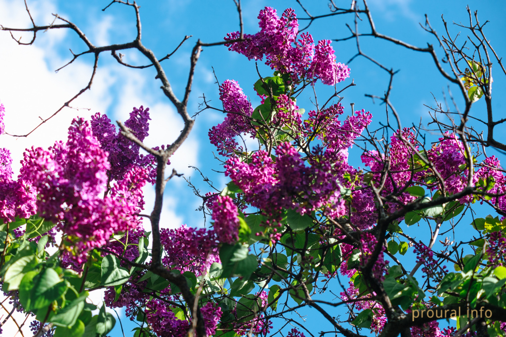 сирень ботсад весна 2020 парк (10).jpg