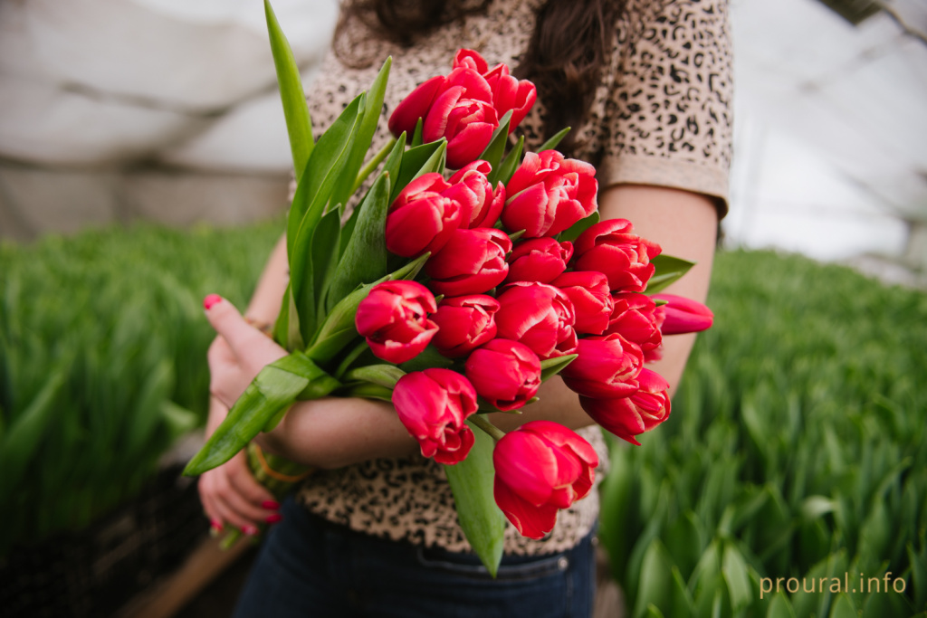 тюльпаны оранжерея (5).jpg