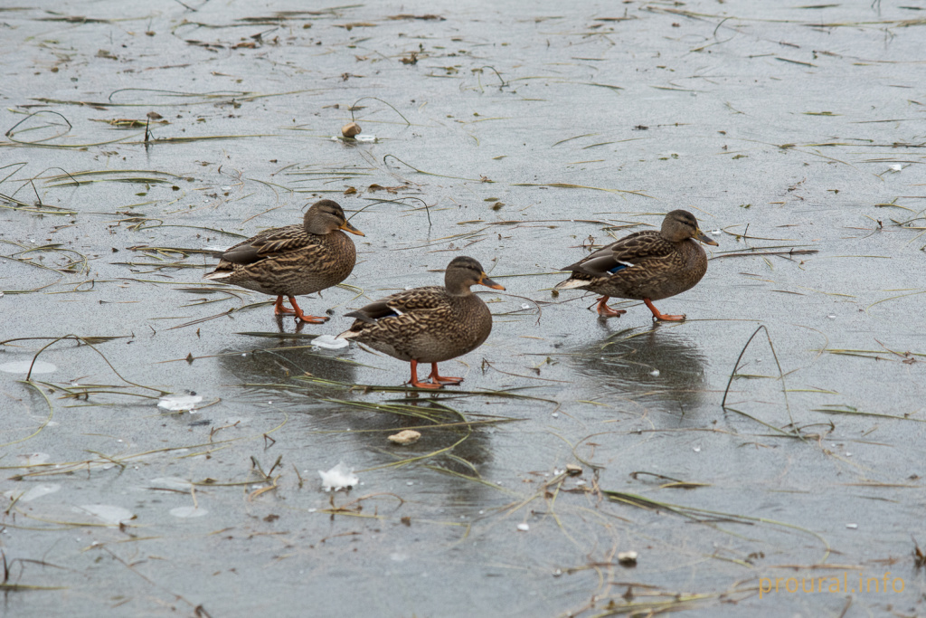 Кашкадан 2019 осень (3).jpg